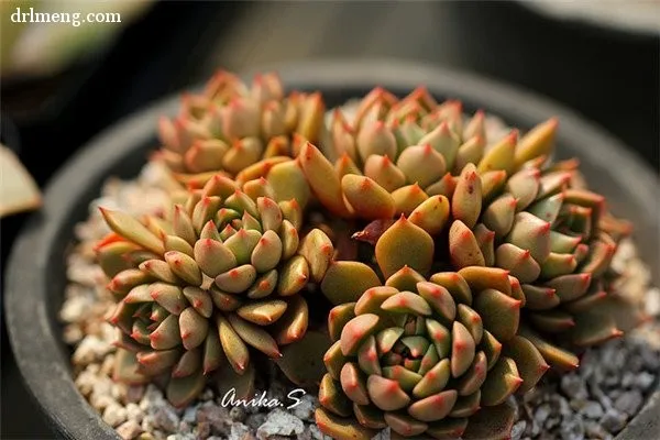 Group Succulent Echeveria Olivia Indoor Bonsai Plant - Buy Echeveria