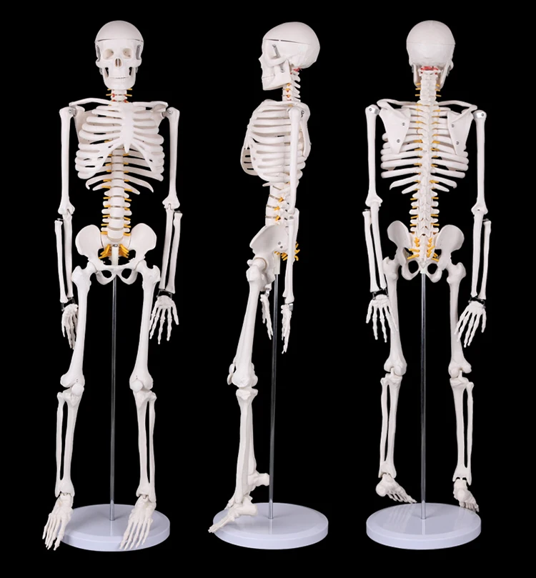 Many Sizes Little People Plastic Skeleton Model For Medical School