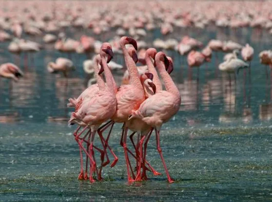 Pink flamingo.JPG