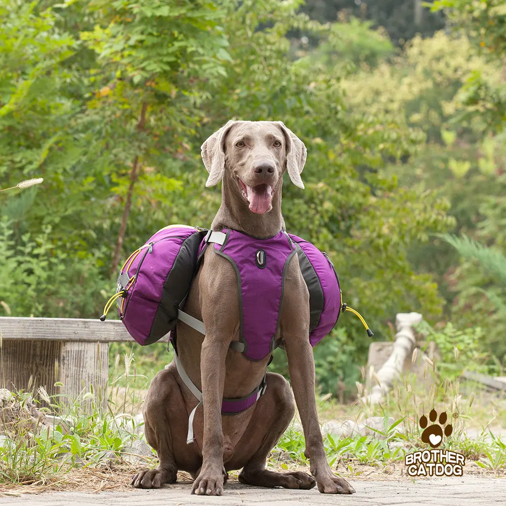 brother cat dog harness