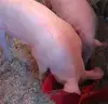Live Pigs