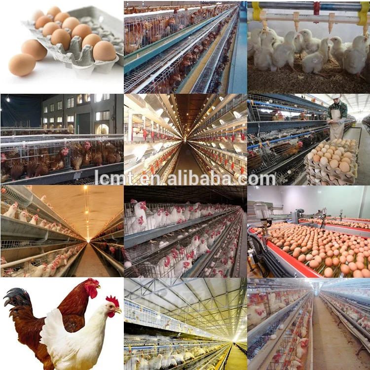 chicken cage4