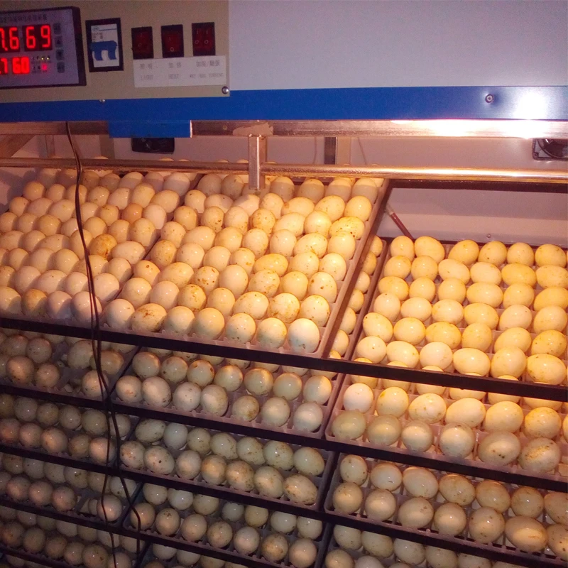 Automatic Poultry Egg Hatchery Machine Price Of Hb In China - Buy Egg Hatchery Machine Price In ...