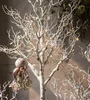 fiberglass trunk artificial white withered tree for decoration