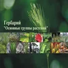 Basic Laws of Plants Evolution Herbarium