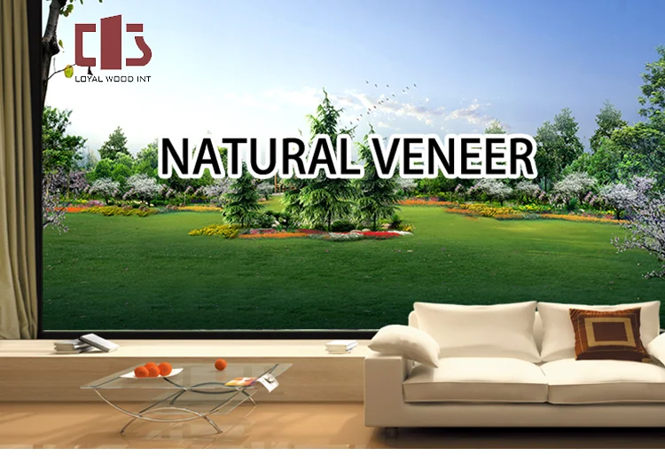 Loyalwood Factory Supply Rotary Cut White Ash Burl Veneer Natural Wood Face Veneer For Plywood