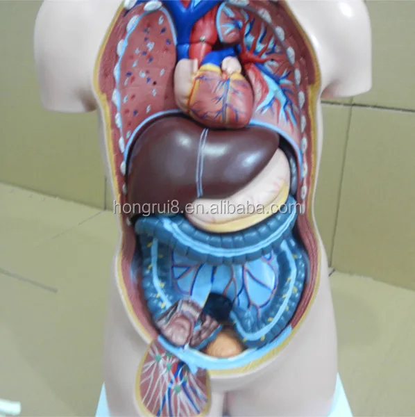 xsection view of human torso