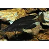 High Class Live Red Fire Freshwater Shrimp