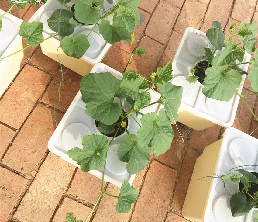 Hydroponic Lettuce System Hydroponic Microgreens Net Cup And Plant Pots Buy Hydroponic Lettuce