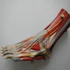 HOT SALE medical muscles of foot with main vessels and nerves anatomy foot