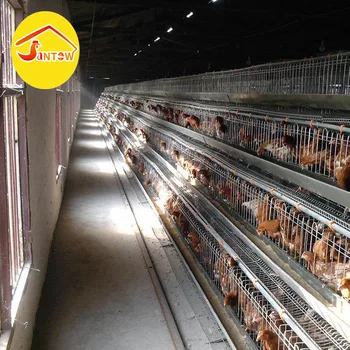 Breeding Kandang Baterai Ayam Petelur Menjual Di Aljazair Buy