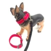 2018 China factory wholesale custom logo wholesale all kinds of Collar de perro Nylon polyester webbing strap dog collar