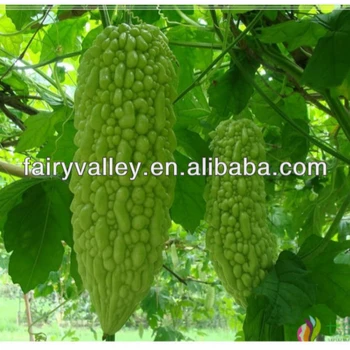 Chinese Bitter Gourd Bitter Melon Seeds For Growing Buy Bitter