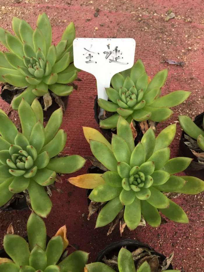  Echeveria Agavoides cv. Christmas eve.jpg