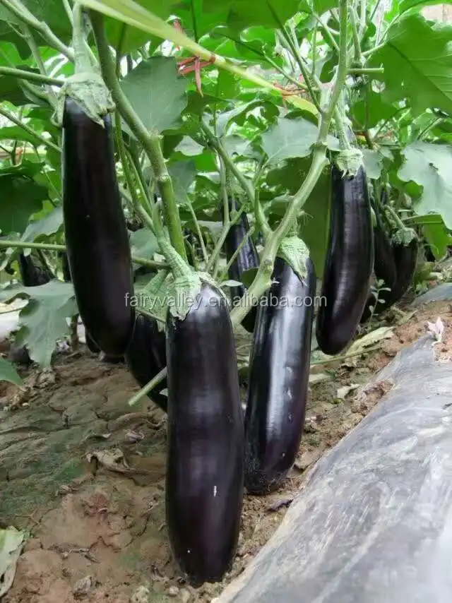 Hybrid F1 Black Long Eggplant Seeds For Growing Master Buy Hybrid 