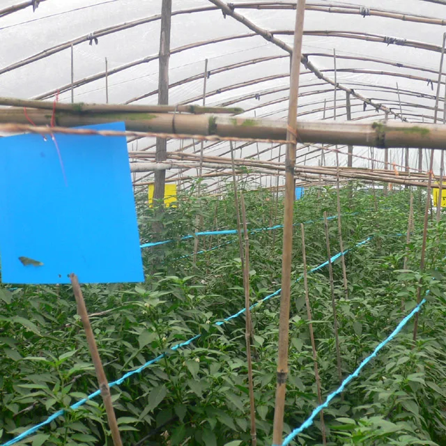 PP blue sticky card.jpg