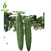 Ku Gua Wholesale Popular Bitter Gourd Planting Seeds Natural Bitter Melon