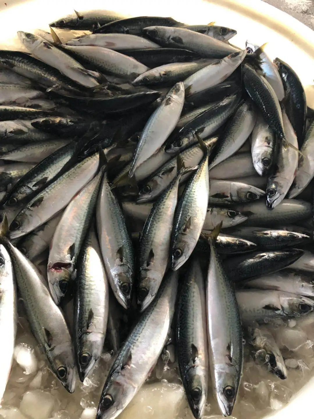 pacific mackerel (6).jpg