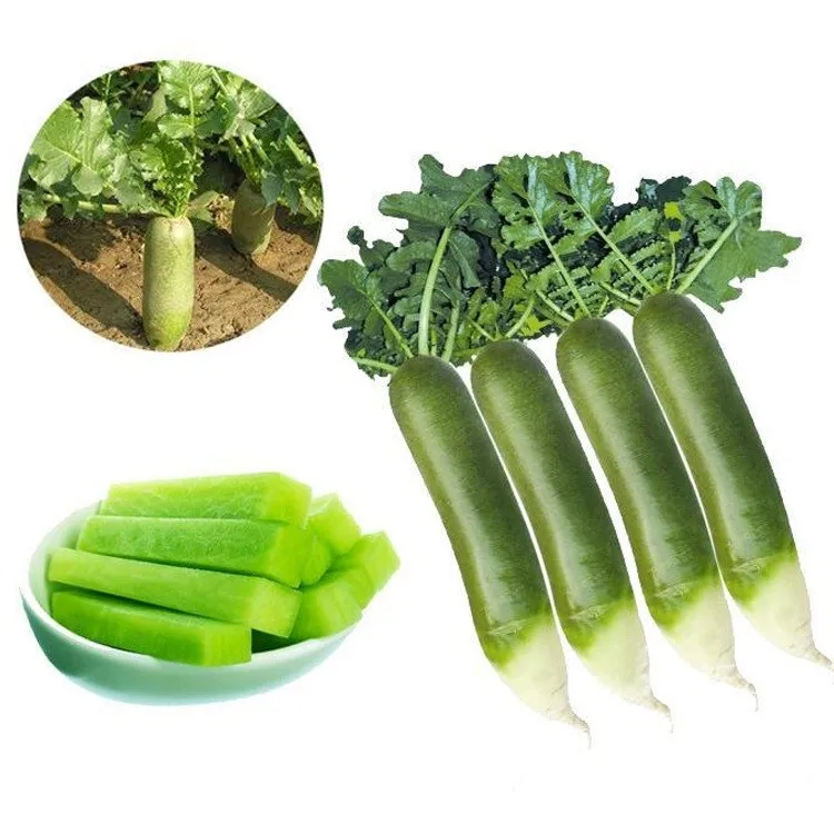 S522 Qing Luo Bo High Germination Vegetable Seeds Chinese Turnips Seeds
