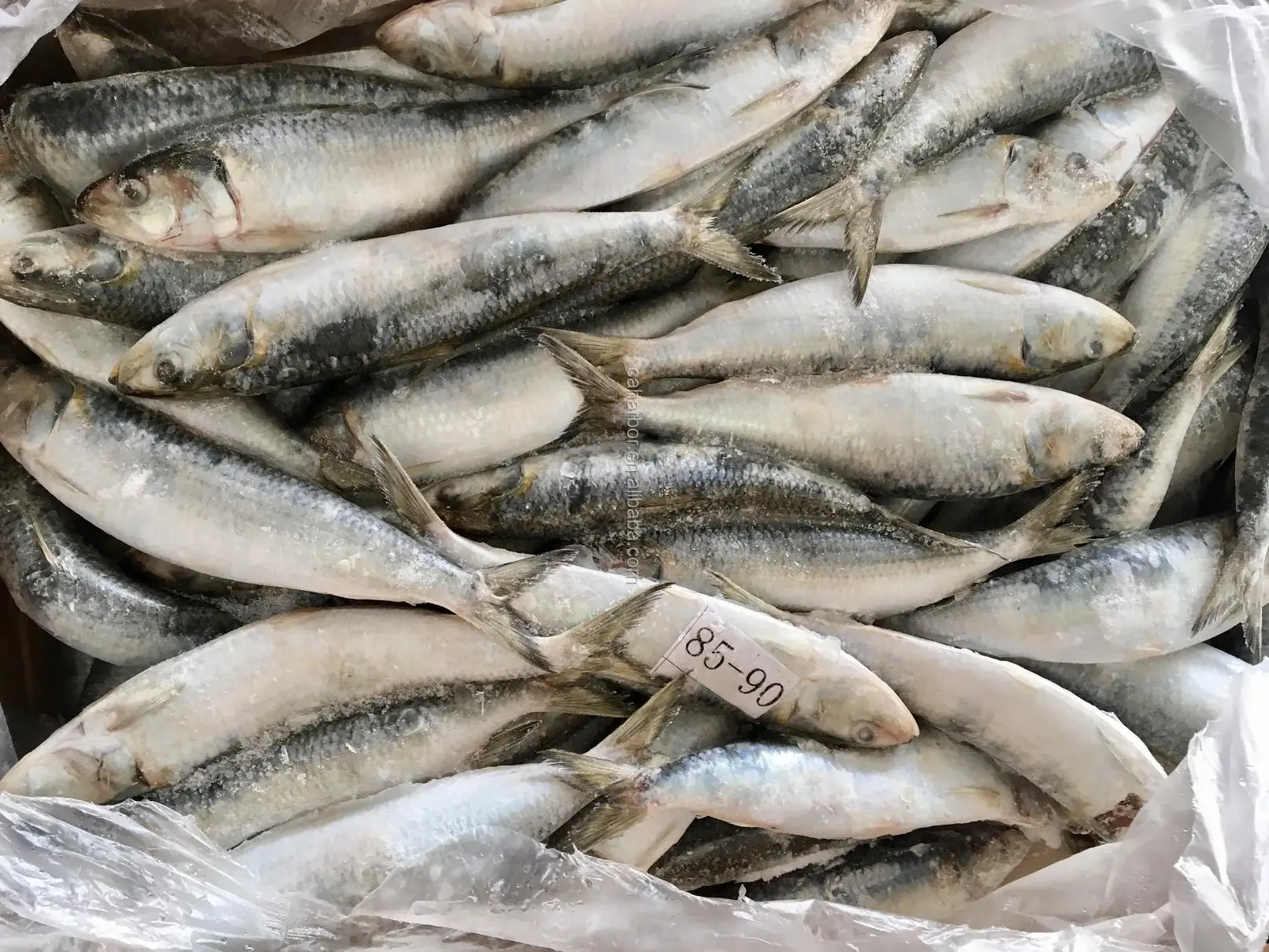 Frozen Sardine For Bait All Types of Sardine Fish on Sale