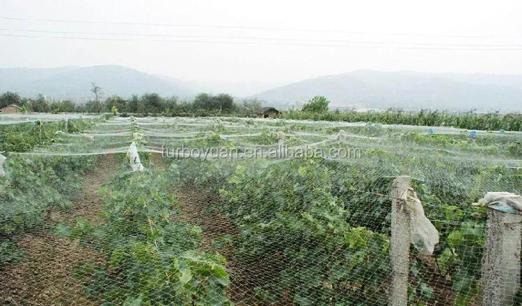 Plant Supply Agricultural Anti Bird Net Invisible Anti Bird Net