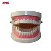 New Dental Teaching Study Adult Standard Typodont Demonstration Teeth Model