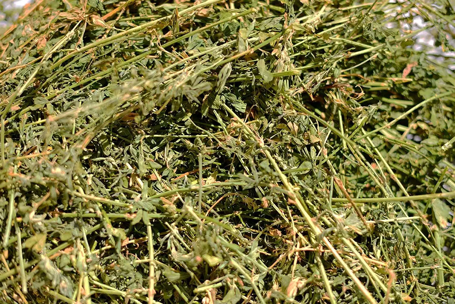 alpha hay for rabbits