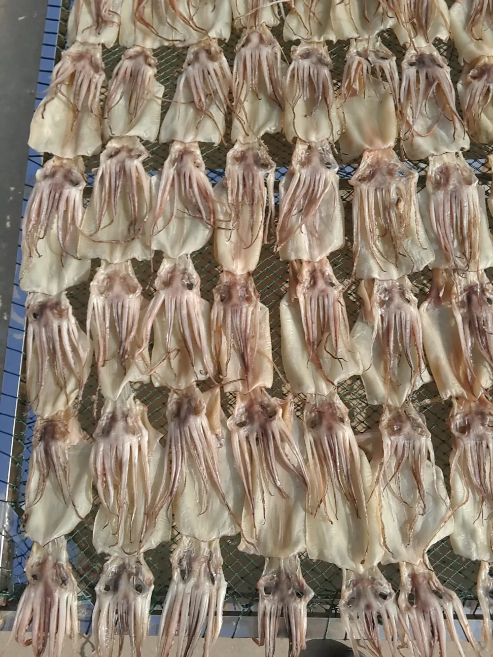 Frozen Scale Dried Illex Squid Whole Round Buy Illex Squid,Dried