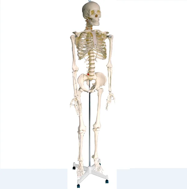 Human Model Skeleton