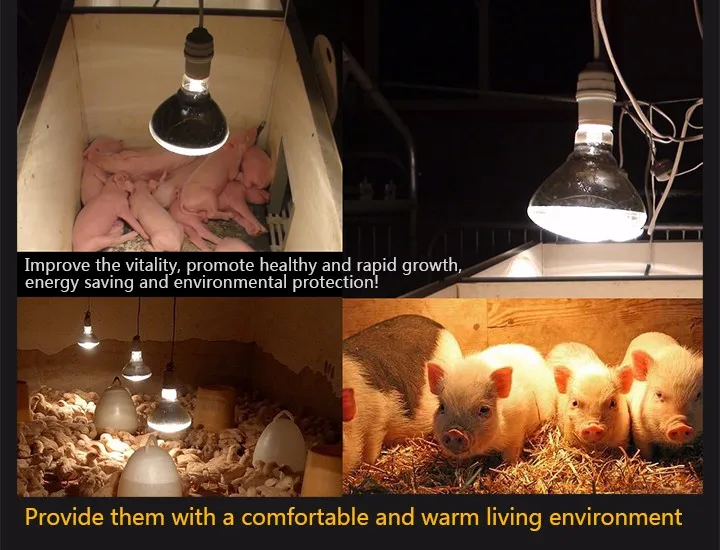 Short Wave 100w Red Infrared Heat Lamp Bulb For Pigs Farm Infrared Heating Lamp For Poultry