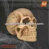 Life Size halloween skull