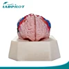 8 Parts Brodmann 52 Areas Model, Anatomical Brain Model