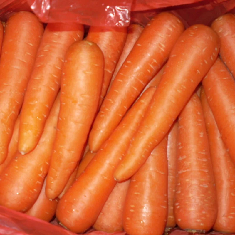 
Premium fresh organic carrots 