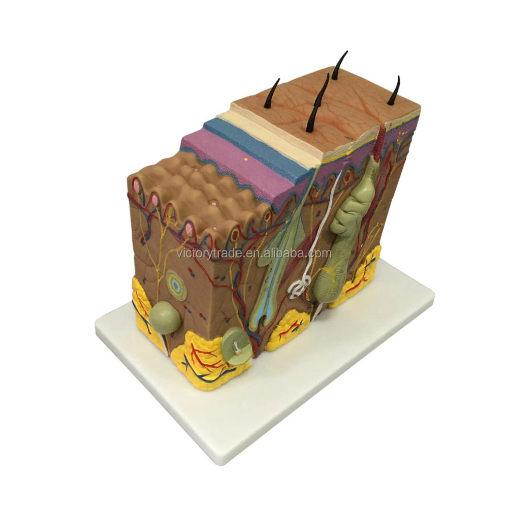 Human skin structure model 