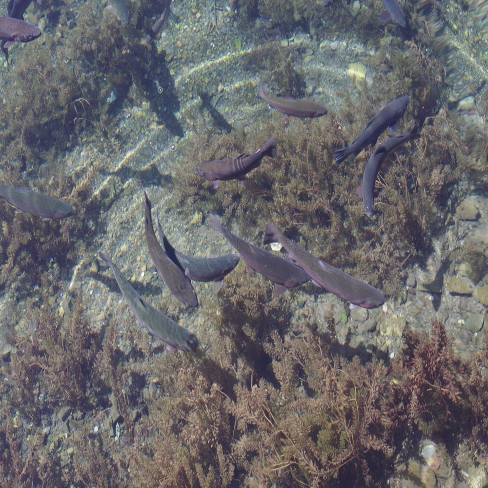 Aquatic product2.jpg