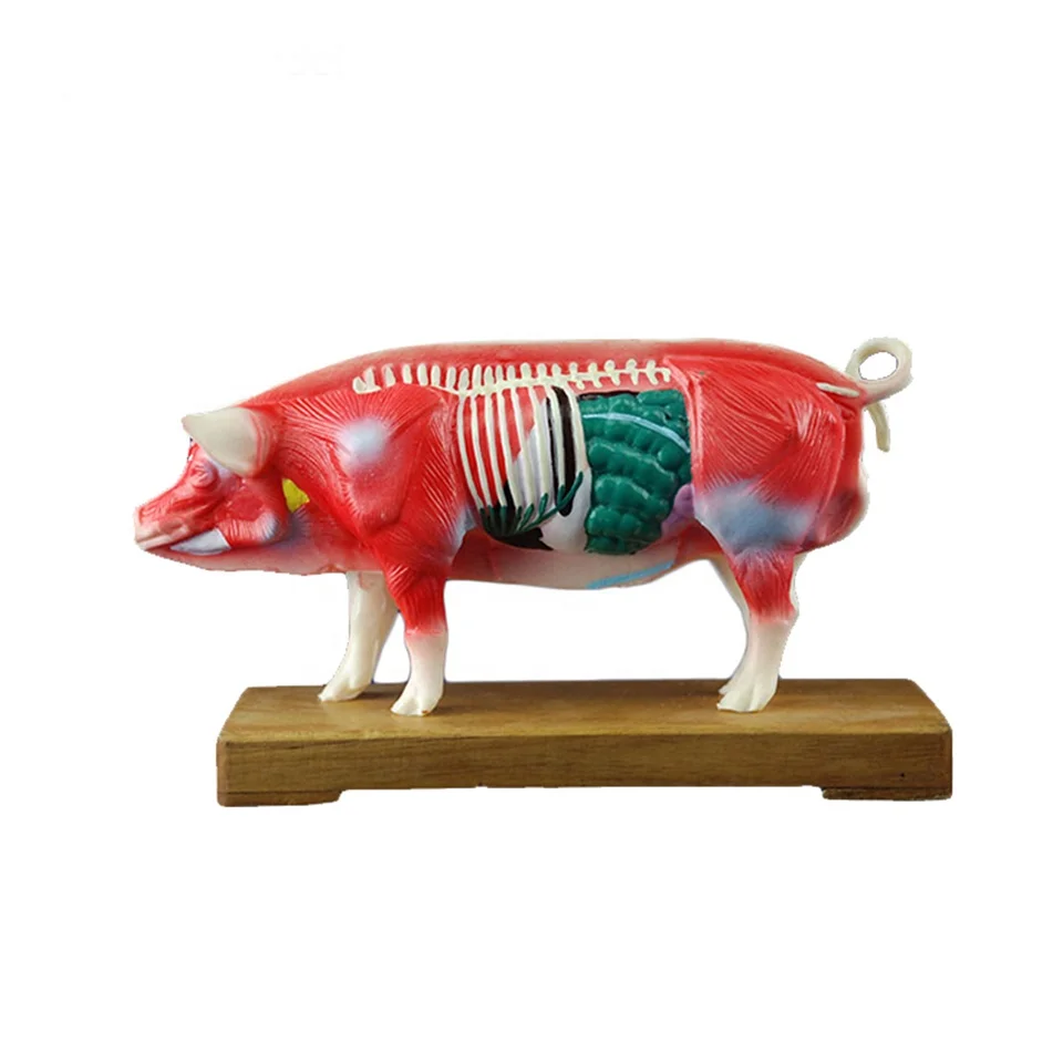 猪兽医针灸模型厂家 animalacupuncturemodelused referencepig
