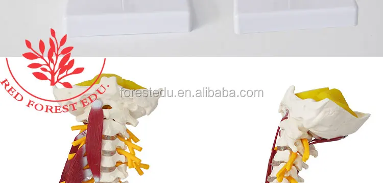 14 vertebral column.jpg