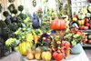 [SDZH/08-20/040212] mini/huge artificial christmas pine tree/ring/flower for home/hotel/office (new combination of Este)