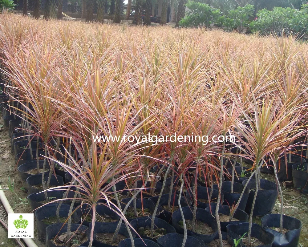 Dracaena Marginata マダガスカルドラゴンツリー レッドエッジドラセナ Buy ドラセナ Marginata ドラセナフラグランス Cornstalk ドラセナ Product On Alibaba Com