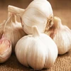 /product-detail/2019-chinese-fresh-elephant-garlic-price-for-garlic-importer-62009361963.html