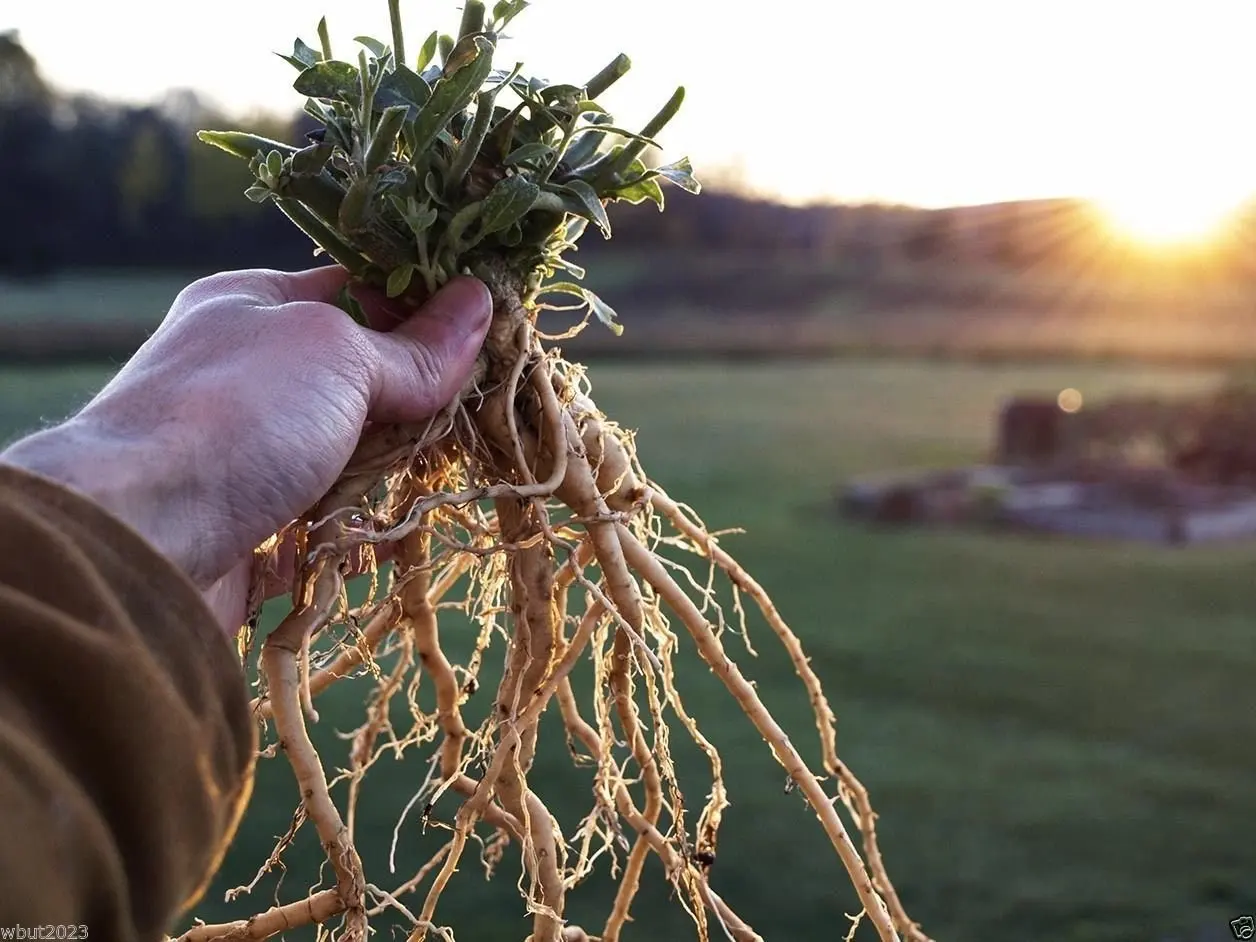 Buy Ashwagandha Seeds A K A Indian Ginseng Winter Cherry Withania Somnifera 100 Seeds In Cheap Price On Alibaba Com