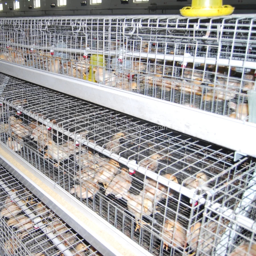 Small Chicks Battery Cages Used In Chicken Farm Buy Chicks Battery