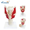 High quality Human Medical Larynx Structure and Functional Enlarged Model for Teaching