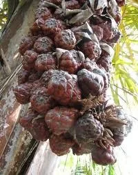 raffia palm nut