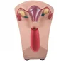 Female intrauterine contraception and training model