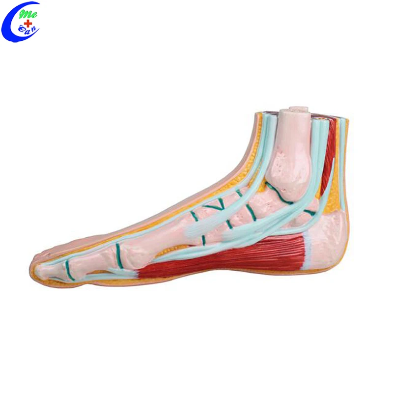 medical models for teaching