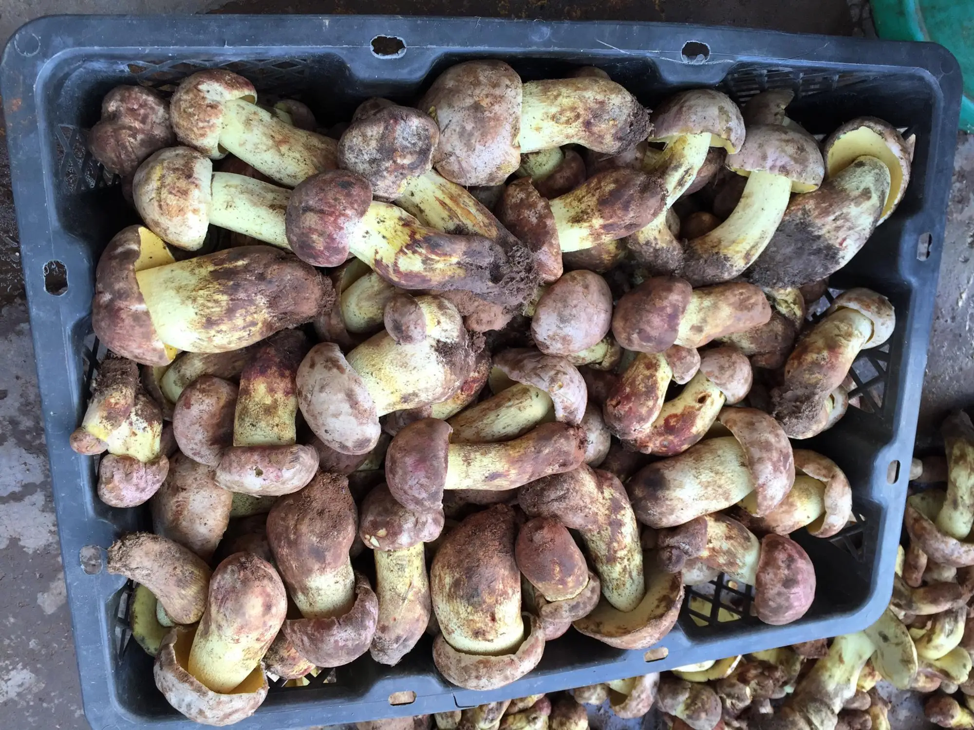 Detan Fresh Black Porcini Mushrooms Buy Porcini Mushroom Cultivation