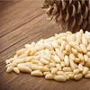 Fresh Pine Nut Kernels China Raw Processing Pine Nut