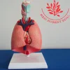 Two font half lungs ,Thoracic organs,Respiratory system model