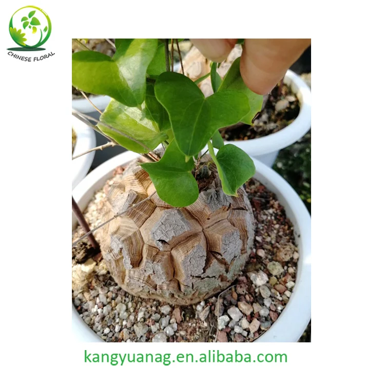 
All sizes Dioscorea Elephantipes for sale 